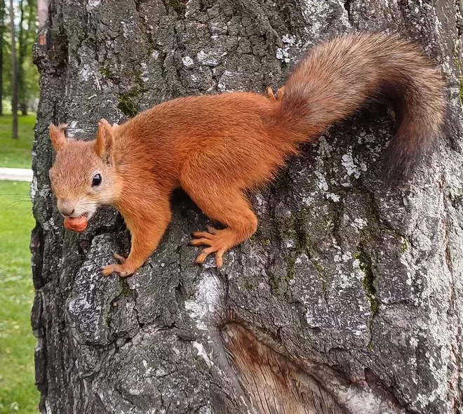 Лалетин_Украла со стола_РЦДЮТиК